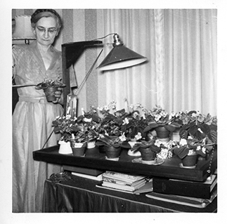 Sal and her African violets collection, 1954