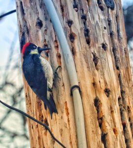 Woodpecker on telephone pole in our neighborhood