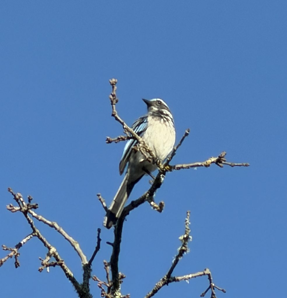 California Bluejay in our backyard