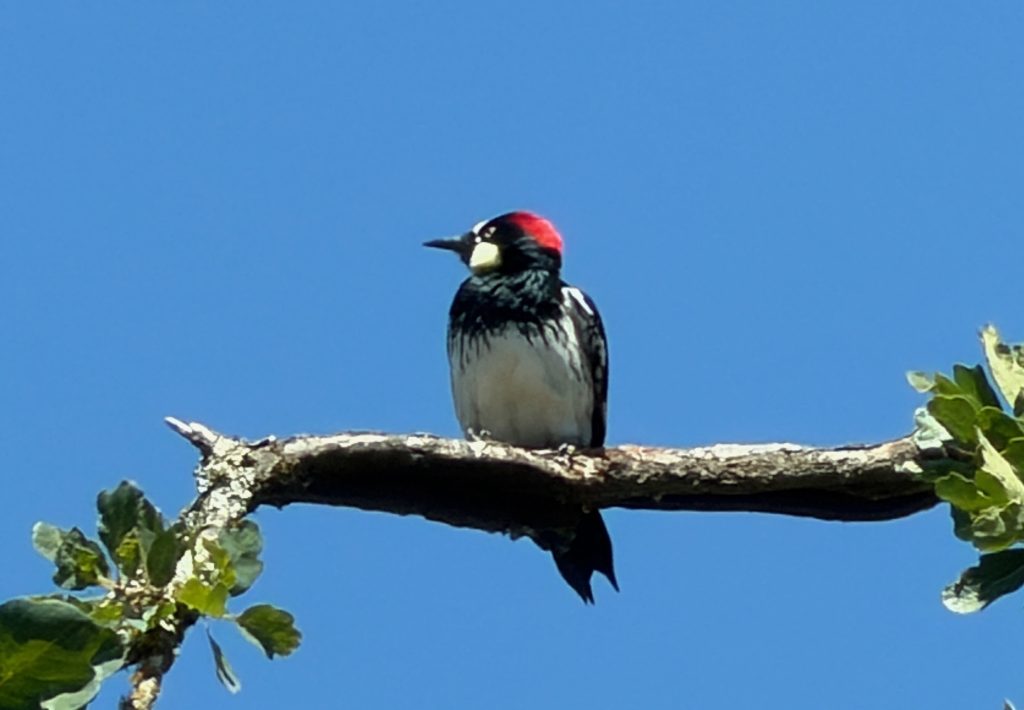 Backyard Woodpecker