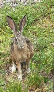 "Bun-Bun," our pet backyard jackrabbit
