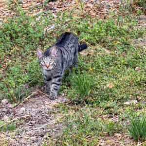 Gilbert Livengood, stalking