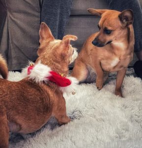 Honey and Bailey