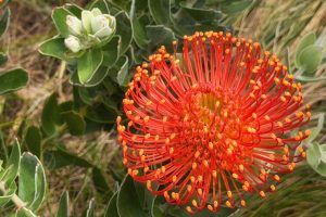 Red flower blooming at the Presidio