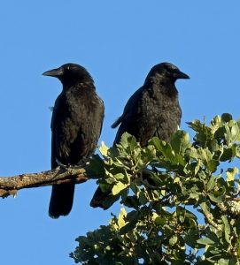 Crows in our backyard