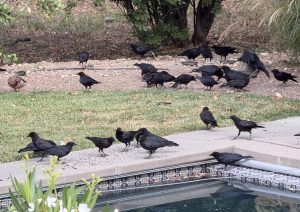 Crows eating birdseed