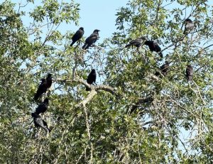 Crows in trees