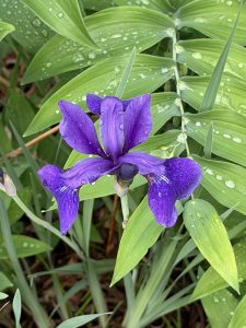 Iris at the ARB
