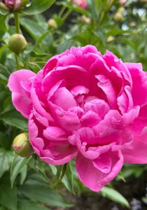 Pink peony at the ARB