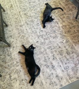 Nala and Mittens