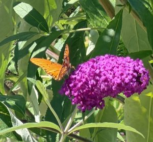 Gulf Fritillary