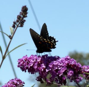 Pipevine Swallowtail