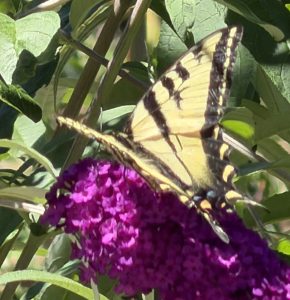 Tiger Swallowtail